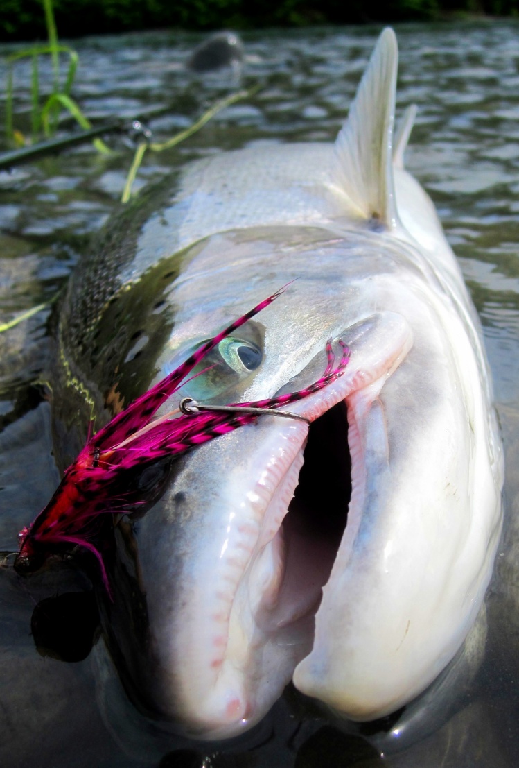 Skykomish River Steelhead