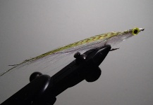 Jack Denny 's Fly for False Albacore - Little Tunny - Picture – Fly dreamers 