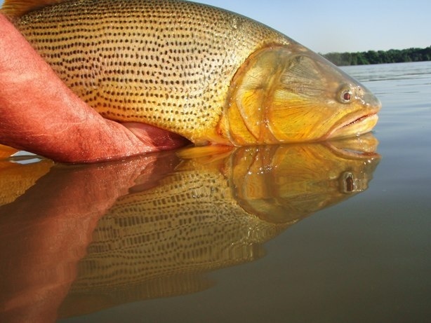 Pesca de dorado con mosca