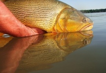  Imagen de Pesca con Mosca de Dorado compartida por Guillermo Emilio Coto – Fly dreamers