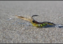  Mira esta mosca para Trucha marrón de Rune Westphal ) – Fly dreamers 