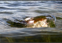 Fly-fishing Photo of Spotted Seatrout shared by Rune Westphal – Fly dreamers 