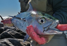 John Kelly 's Fly-fishing Image of a False Albacore - Little Tunny – Fly dreamers 