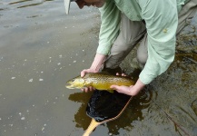  Fotografía de Pesca con Mosca de Trucha marrón por Brian Jowett – Fly dreamers