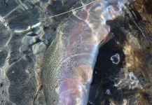 Fly-fishing Pic of Brown trout shared by John Roberts – Fly dreamers 