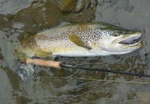 John Roberts 's Fly-fishing Image of a Brown trout – Fly dreamers 