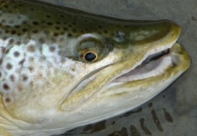 John Roberts 's Fly-fishing Photo of a Brown trout – Fly dreamers 