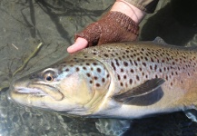 John Roberts 's Fly-fishing Pic of a Brown trout – Fly dreamers 