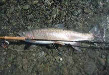 John Roberts 's Fly-fishing Pic of a Rainbow trout – Fly dreamers 