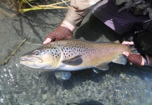 John Roberts 's Fly-fishing Picture of a Brown trout – Fly dreamers 