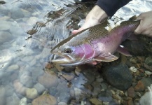 Silas Beck 's Fly-fishing Picture of a Rainbow trout – Fly dreamers 