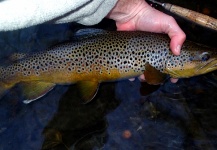  Fotografía de Pesca con Mosca de Trucha marrón por Kevin McNicholas – Fly dreamers