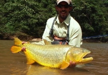 Fly-fishing Image of Golden Dorado shared by Alejandro Bianchetti – Fly dreamers