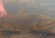 Kevin McNicholas 's Fly-fishing Catch of a Brown trout – Fly dreamers 
