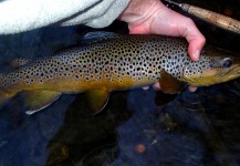 Kevin McNicholas 's Fly-fishing Photo of a Brown trout – Fly dreamers 