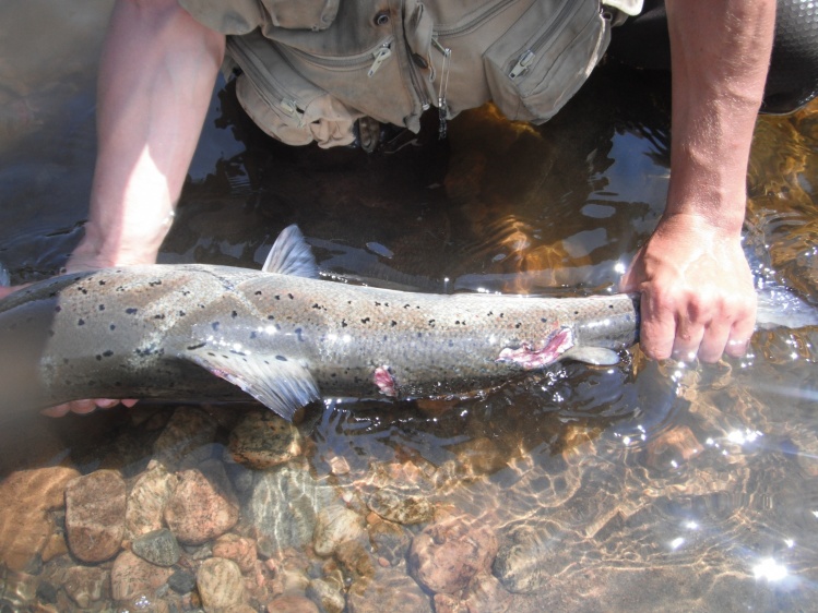 This one was lucky ...it manage to get away from a seal . You can notice the clams marks on the front of the fish a the tooth marks on his back . The way it work's is: the seal tries to catch the fish by the head and when he holds the salmon, the seal tur