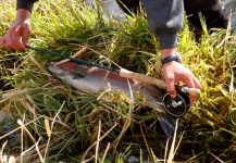 hatchery steelhead