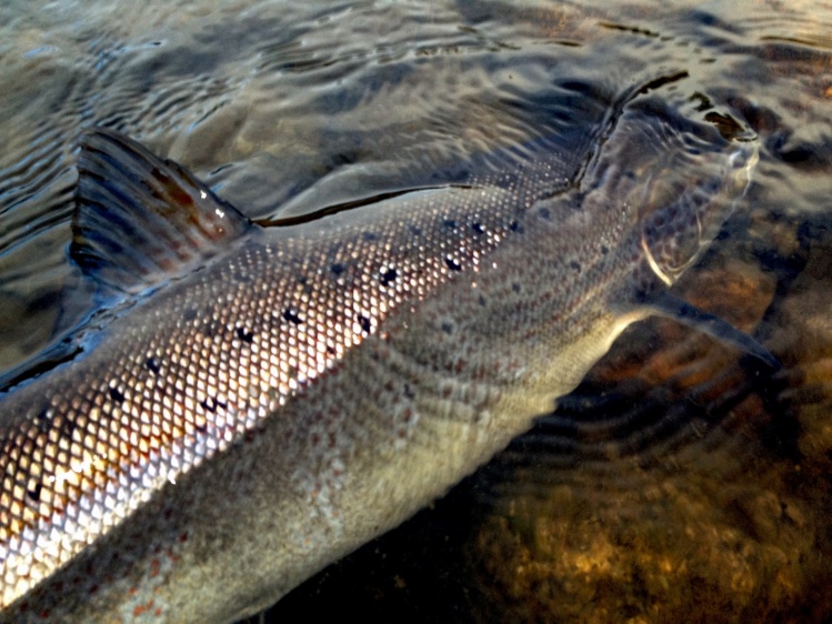 Atlantic salmon fly fishing