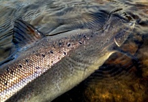  Foto de Pesca con Mosca de Salmón del Atlántico por Martin Arcand – Fly dreamers 