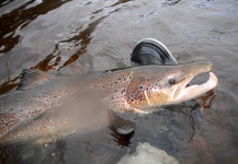  Fotografía de Pesca con Mosca de Salmón del Atlántico por Martin Arcand – Fly dreamers 