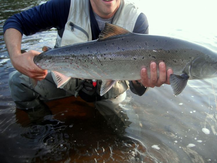 seal claw marks on a big Atlantic salmon