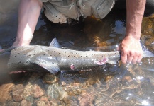 Martin Arcand 's Fly-fishing Pic of a Atlantic salmon – Fly dreamers 