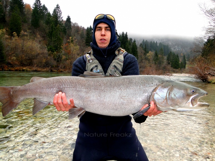 Danubian Salmon, 114cm, caught on streamer in Sava Bohinjka, Slovenia.