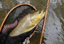 Michael Csmereka 's Fly-fishing Image of a Brown trout – Fly dreamers 
