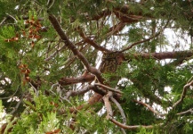 Great horned owls along the river