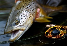  Imagen de Pesca con Mosca de Trucha marrón por Kieron Jenkins – Fly dreamers