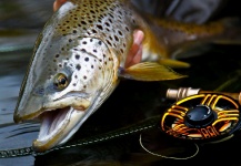 Kieron Jenkins 's Fly-fishing Image of a Brown trout – Fly dreamers 