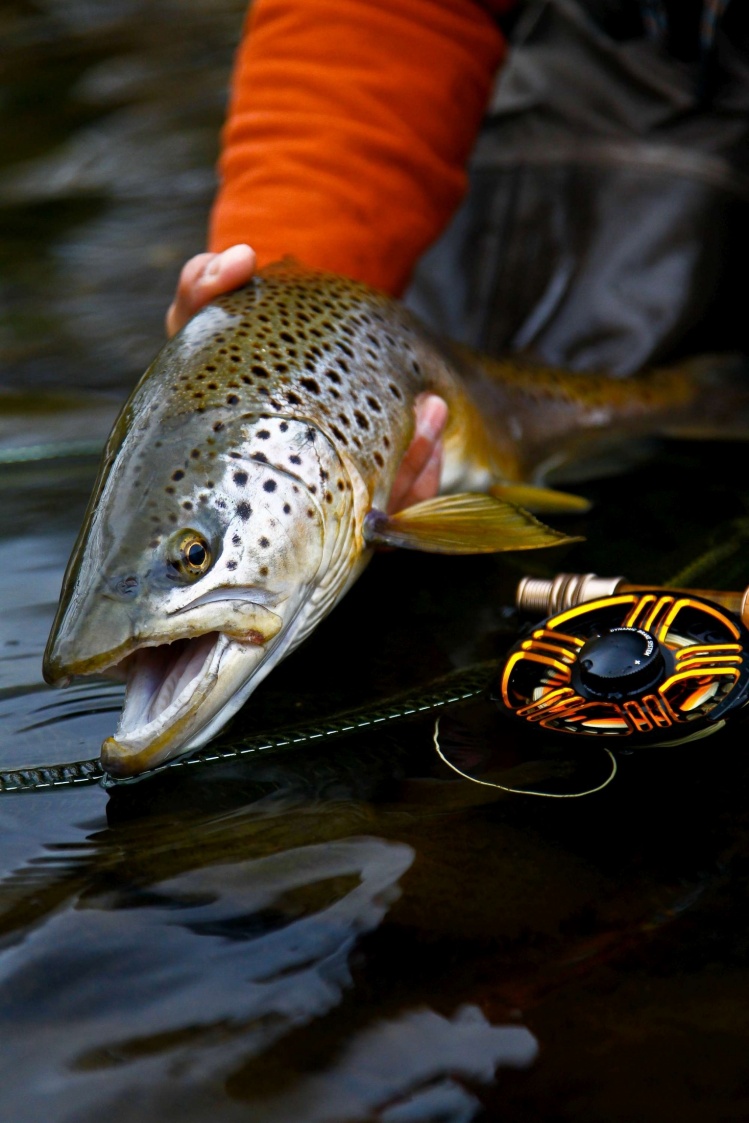 A beautiful fish from the River Taff in Wales