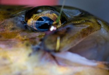 Fly-fishing Photo of Rainbow trout shared by JB McCollum – Fly dreamers 