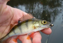 Fly-fishing Picture of Perch shared by Jan Wagner – Fly dreamers