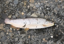 trout brown 