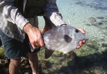 Jake Gertsch 's Fly-fishing Photo of a Triggerfish – Fly dreamers 