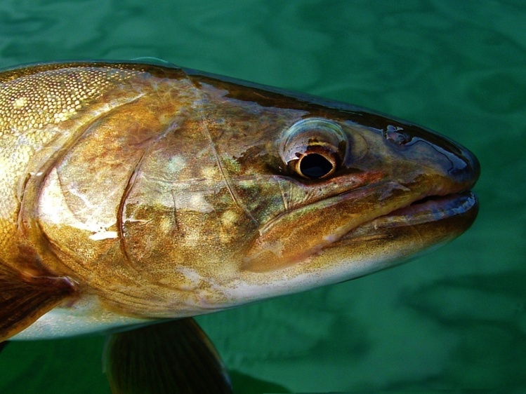 Small bull trout close up