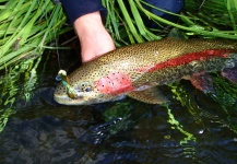  Foto de Pesca con Mosca de Trucha arcoiris compartida por John Perry – Fly dreamers