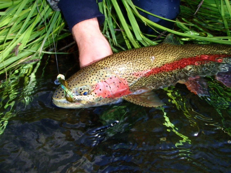 Leopard rainbow trout fly fishing  the fabled Braids of the Alagnak River.