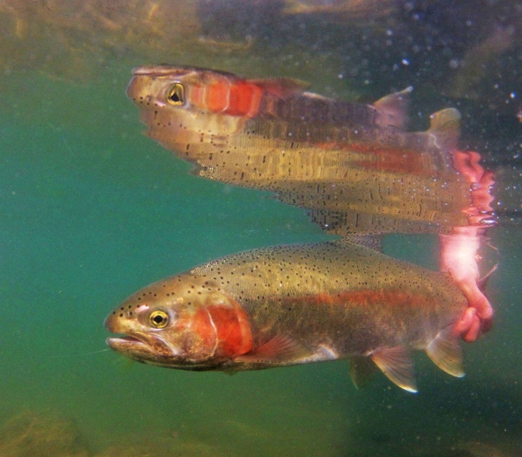 Releasing an Idaho rainbow trout.