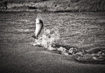 Fabian Anastasio 's Fly-fishing Picture of a Brown trout – Fly dreamers 