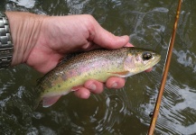 Fly-fishing Image of Rainbow trout shared by Michael Csmereka – Fly dreamers