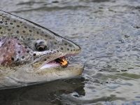 Foto de pesca con mosca