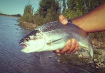 Nicolas Steckinger 's Fly-fishing Photo of a Rainbow trout – Fly dreamers 