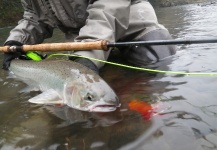 Fly-fishing Pic of Steelhead shared by Brian Morris – Fly dreamers 