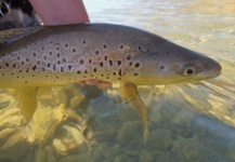 Brendan Shields 's Fly-fishing Catch of a Brown trout – Fly dreamers 