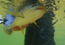 Fly-fishing Pic of Brown trout shared by Brendan Shields – Fly dreamers 