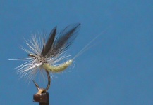  Foto de atado de moscas para Trucha marrón por Jim Misiura – Fly dreamers 