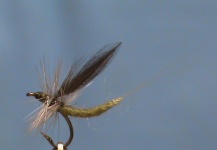  Mira esta mosca para Trucha marrón de Jim Misiura ) – Fly dreamers 