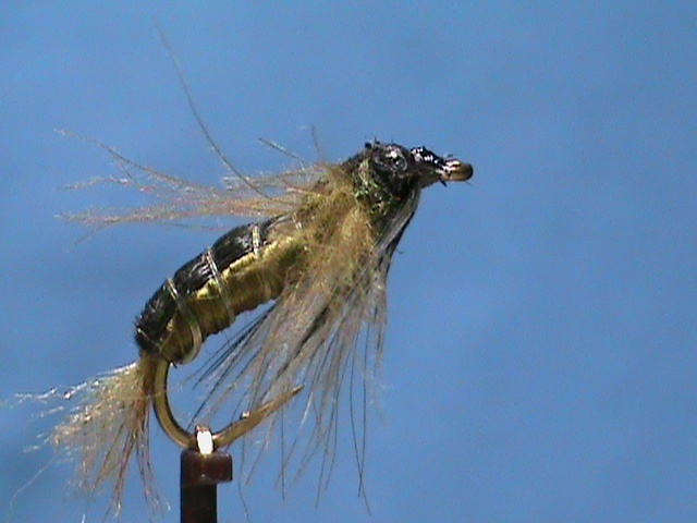 Dragonfly Nymph